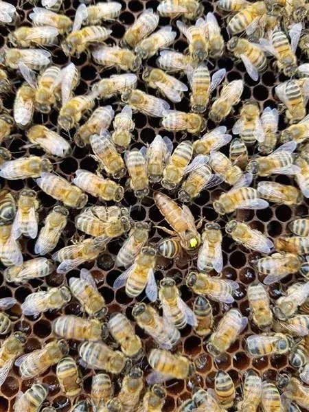 Honey bee nucleus colony