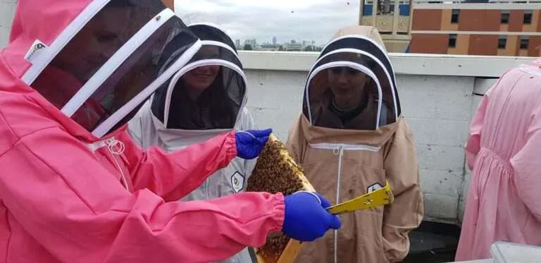 beekeeping experience