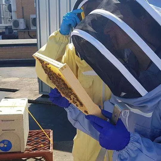 Beekeeping Course frame check
